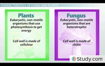 fungi are similar to plants in that both